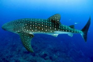 swimming with whale sharks